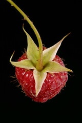 Raspberry (Rubus idaeus). Fruit Closeup