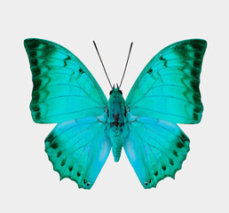 Obraz na płótnie Canvas Beautiful Light Blue Butterfly isolated on white background