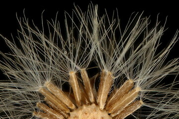 Obraz premium Canadian Fleabane (Conyza canadensis). Achenes Closeup