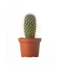 a cactus in a brown pot, white background