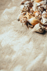 Various beautiful seashells on sand with place for text.