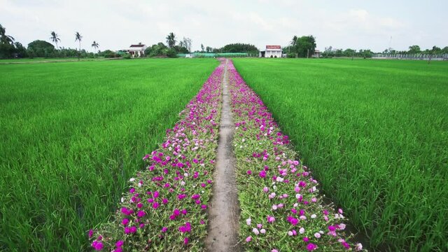 Portulaca grandiflora flowers bloom along the trail leading to the farmer's house with two beautiful and peaceful young rice fields
