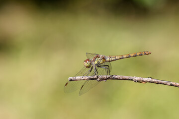 macro of a pretty dragonfly on a branch