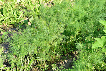 Green shoots of dill on the garden bed.