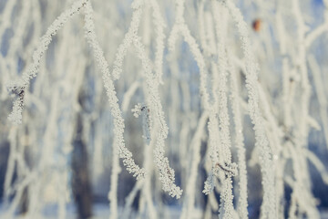 Frozen branch covered with snow on winter morning.