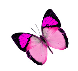 Beautiful Pink Butterfly flying isolated on white background