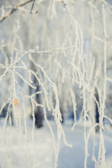 Frozen branch covered with snow on winter morning.