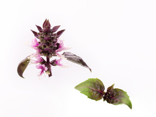 Naklejka na ściany i meble red Basil flowers with fresh young red Basil leaves isolated on a white background