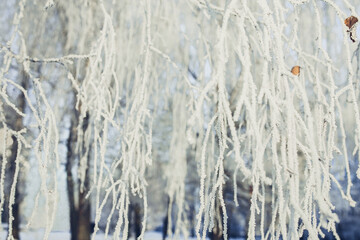 Frozen branch covered with snow on winter morning.