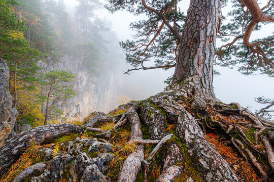 The trunk with the root system of an old pine tree growing in misty mountain forest