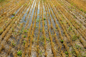Wheat field after harvesting by combine. Clipped wheat. Wheat harvest season