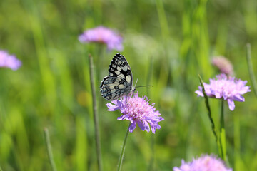 A beautiful butterfly sits on a flower and collects nectar