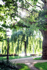 Sunlight through bright green summer trees in the city park.