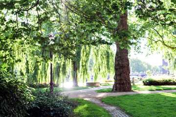 Sunlight through bright green summer trees in the city park.
