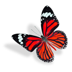 Beautiful Red Butterfly flying, Common Tiger, isolated on white background with soft shadow