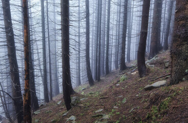 Foggy forest in the mountains. Landscape with trees and mist. Landscape after rain. A view for the background. Nature - image