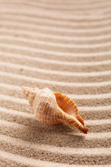 Beach sand and one large seashell. Place for text.