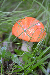 Life-threatening mushroom fly agaric grows in the forest: vertical, selective focus
