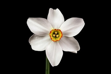 Fototapeta na wymiar Pheasant's-Eye Daffodil (Narcissus poeticus). Flower Closeup
