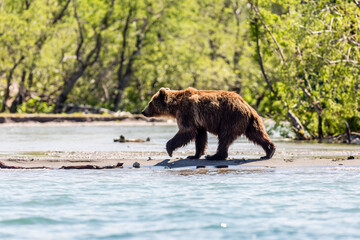 Obraz na płótnie Canvas Brown bear (Ursus arctos beringianus) fishing in the Kurile lake, Kamchatka, Russia