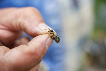 Bee in the fingers of a beekeeper. Detailed image of a bee.