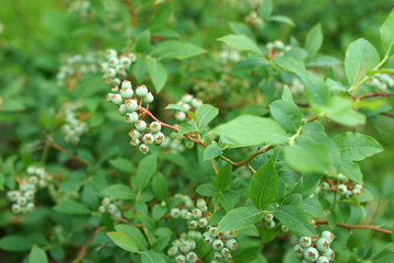 Unripe blueberries on a bush in the garden