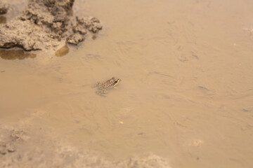 A frog in a puddle. merges with the color of dirt