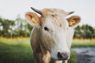 Schöne Kuh auf der Weide, Portrait