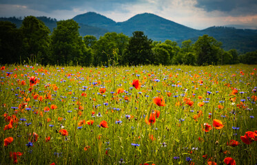 Blooming Cornflowers and Poppies flowers with the Sokoliki (Rudawy Janowickie) mountains at the background - obrazy, fototapety, plakaty