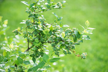 Unripe blueberries on a bush in the garden