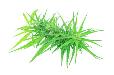 marijuana isolated on white background.