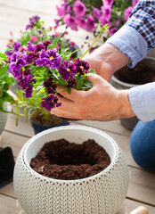 man gardener planting pansy, lavender flowers in flowerpot in garden on terrace