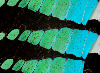 Close up texture of Common Bluebottle Butterfly wings