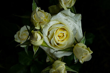 Roses