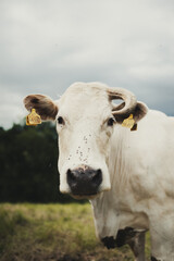 Einh&ouml;rnige Kuh auf der Weide