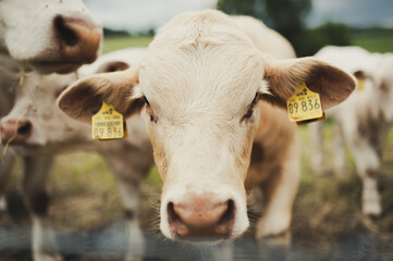 Kuh auf der Weide, Portrait