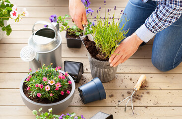 man gardener planting pansy, lavender flowers in flowerpot in garden on terrace