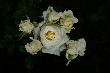 Roses