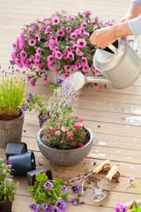 man gardener planting pansy, lavender flowers in flowerpot in garden on terrace