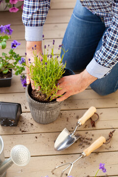 Man Gardener Planting Pansy, Lavender Flowers In Flowerpot In Garden On Terrace