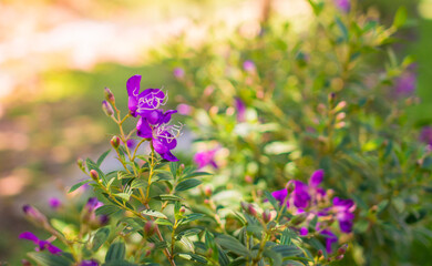 Purple flowers in the flower garden with the morning sunshine that shines down.