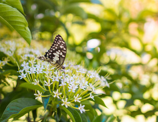 Lime Butterfly, Butterfly and flower, Green background.
