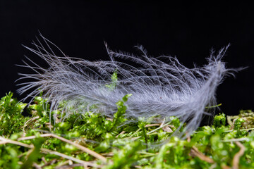 feather on moss