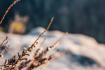 Macro photo of flowering herbs growing on a rock in an evening light.