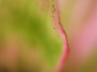 Closeup pink-green leaf of neoregrlia johannis plant , macro image ,sweet color soft focus ,blurred background ,wallpaper ,smooth and soft color for background