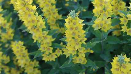 A variety of beautiful colors