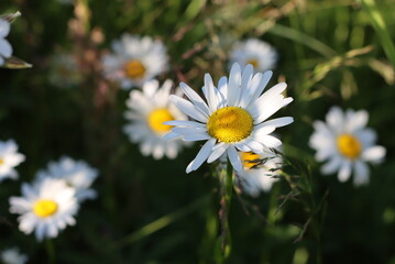 A variety of beautiful colors