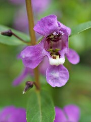 Closeup purple Narrowleaf angelon flowers  plants with green leaf blurred bcakground in garden, macro image, sweet color for card design , soft focus