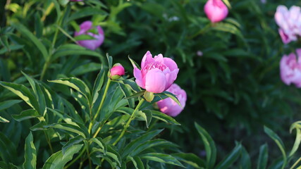 A variety of beautiful colors