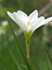 Fototapeta premium Closeup white petals and yellow pollen of crocus flower plants ,macro image and soft focus for card design , blurred for background